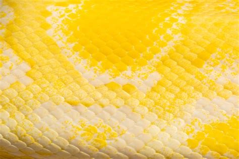 Premium Photo | Yellow snake skin texture,Leather products. Yellow ...