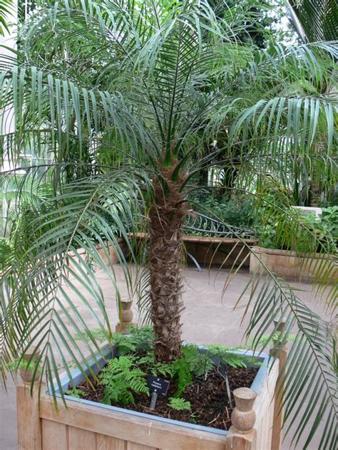 Pygmy Date Palm Tree Indoor