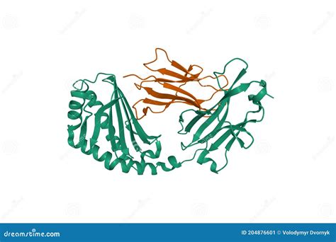 Structure of Human CD1a Green in Complex with Beta-2-microglobulin ...