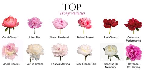 Favourite Wholesale Peony Varieties - The Flower Hub