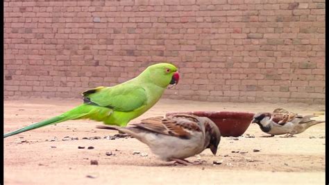 Parrot eating seeds with sparrows,colours of nature - YouTube