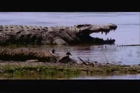 Gustave, a massive Nile Crocodile responsible for a supposed 300 human ...