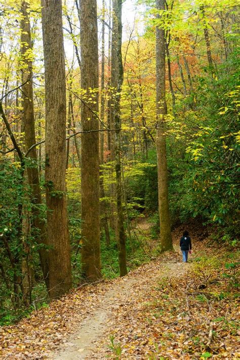 Black Mountain Trail on HikeWNC