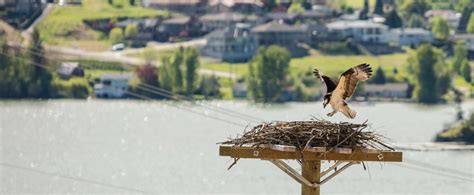 How we protect nesting ospreys in your area | Talking Energy