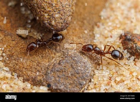 Red Imported Fire Ants (Solenopsis invicta Stock Photo - Alamy