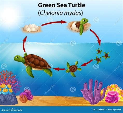 Green Sea Turtle Life Cycle Stock Vector - Illustration of education, nature: 134658441