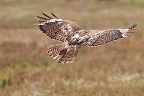 Free Images : nature, branch, wing, sky, animal, flying, wildlife, wild, beak, flight, natural ...