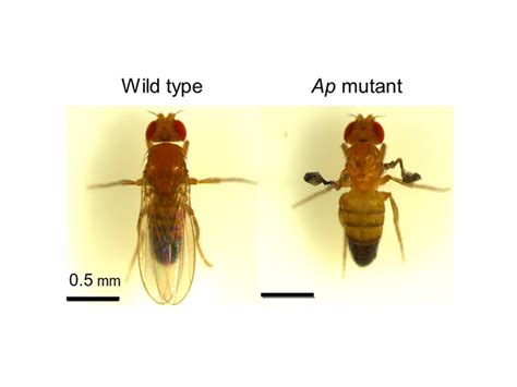 How can a protein help us remember? | EurekAlert!