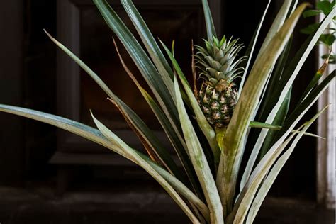 Complete guide to pineapple plant care | Patch Plants