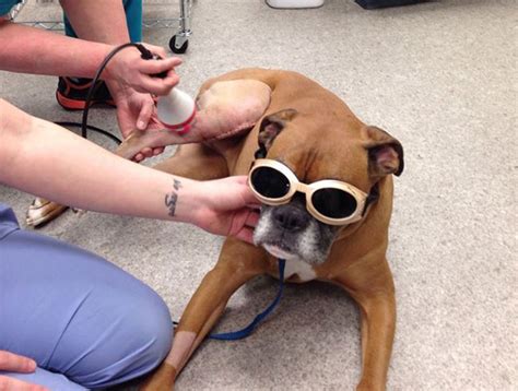 Pin On Old Laser Therapylaser Therapy Skinlaser Therapy Dogs