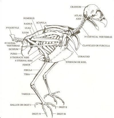 skeleton: | Red tailed hawk, Skeleton anatomy, Bird drawings