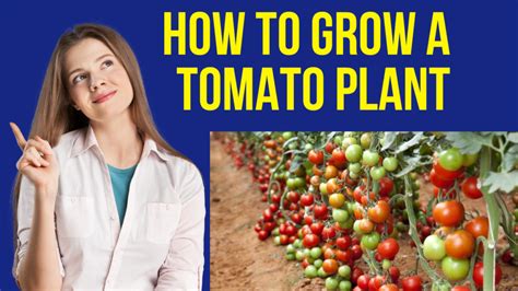 How to Grow a Tomato Plant - Latest News Hub