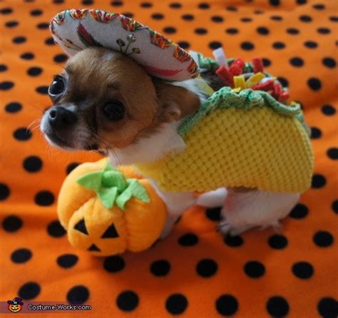 Taco Dog & Rodeo Cat Costume | Coolest DIY Costumes - Photo 4/9