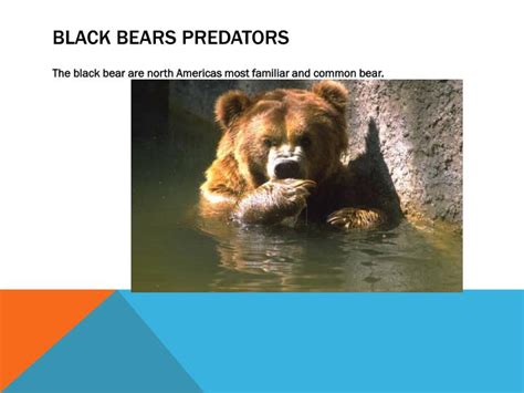 PPT - Black bear PowerPoint Presentation - ID:2112047