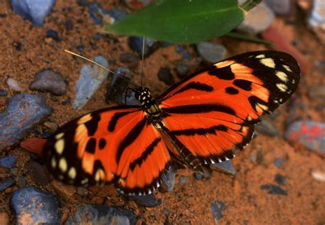 Heliconius hecale zeus Life On Earth, Exotic Birds, Zeus, Moth ...