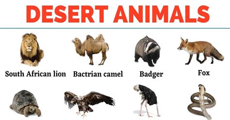 Desert Animals: Top 35+ Animals that Live in the Desert – My English Tutors