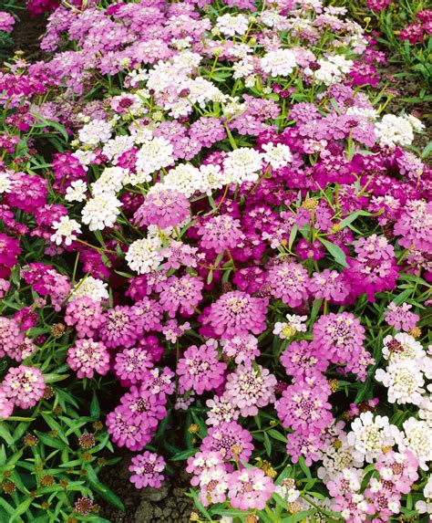 Candytuft Dwarf Fairy Mixed Flower Seeds (Unwins) - Jackson's Nurseries