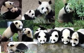 Funny panda wallpaper hd |Funny Animal