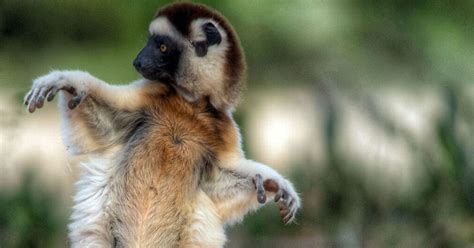 Adorable lemurs spotted dancing like John Travolta in Madagascan rainforest - Mirror Online