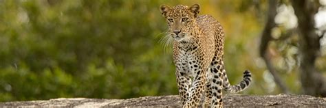 Sri Lanka Wildlife Tour, Sri Lanka Wildlife Tour Packages, Wildlife in ...