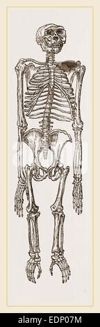 Chimpanzee Skeleton Stock Photo: 33921273 - Alamy