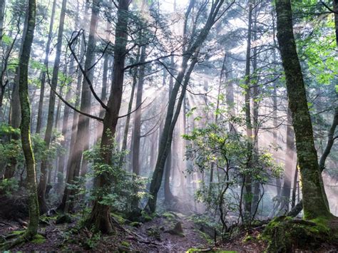 Aokigahara Forest - Takaki Watanabe Photography