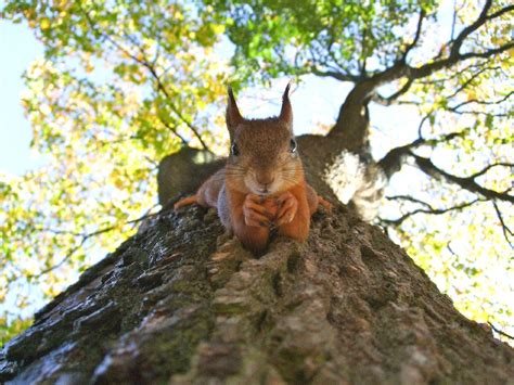 PsBattle: Squirrel looking down, on a tree : r/photoshopbattles