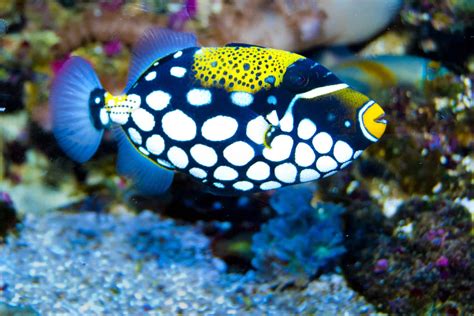 12 of the Most Beautiful Fish You Can Have in Your Aquarium