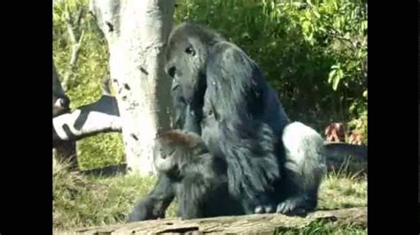 Gorillas Mating - YouTube