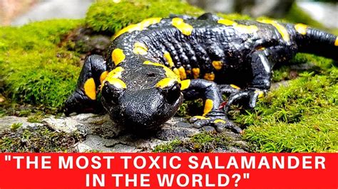 The Fire Salamander maybe the most toxic salamander in the world. Learn more here. - YouTube
