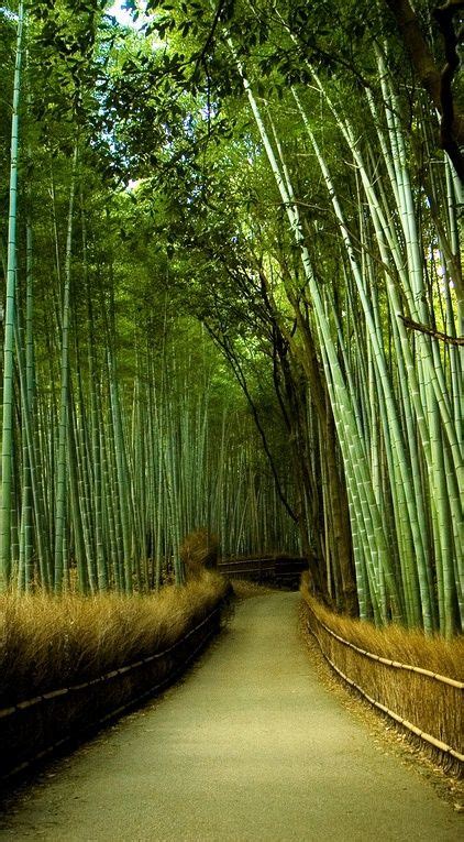 Bamboo garden, Kyoto Japan | Bamboo garden, Beautiful gardens, Places