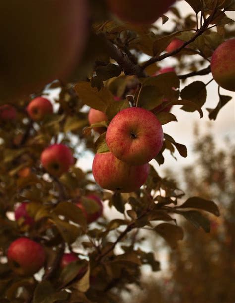 Free stock photo of apple, apples, fruit