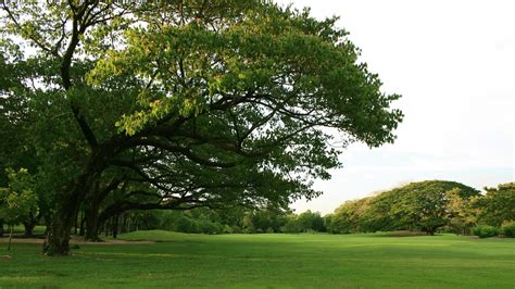 Green garden at golden hour 1959826 Stock Photo at Vecteezy