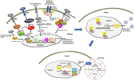 | Mitogenic signaling and cell cycle progression. GFs, growth factors;... | Download Scientific ...