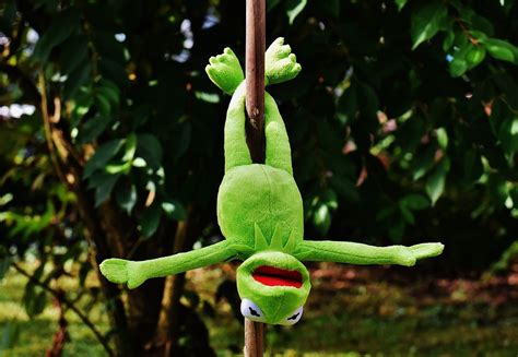 Pole Dance Kermit Fun Stuffed - Free photo on Pixabay - Pixabay