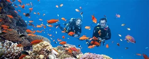 Top 6 Dive Sites In Cebu, Philippines • Travel Tips