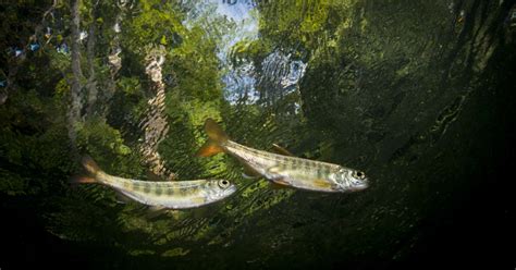 Help open 1500 kilometres of wild salmon habitat! | Watershed Watch Salmon Society