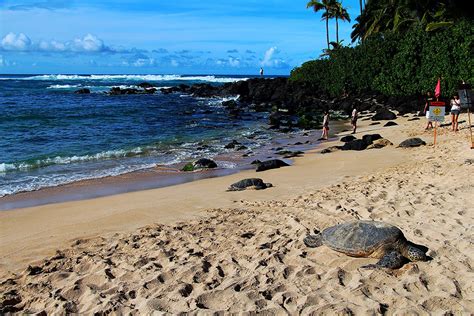 Andes loco arroz playa de las tortugas hawaii Con fecha de defensa ...