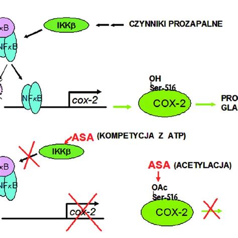 slsi.lk - how long for sulfatrim to work | Consider, that clopidogrel ...