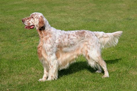 English Setter › Hunde-Info.de