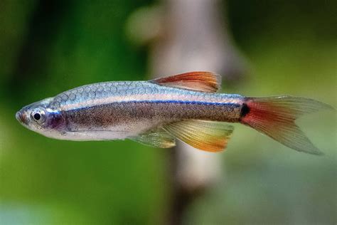 White Cloud Tetra