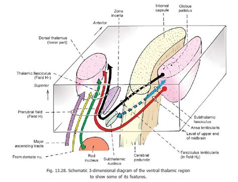 Subthalamic Nucleus