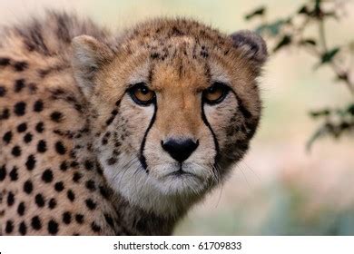 212 Gepard eyes Stock Photos, Images & Photography | Shutterstock