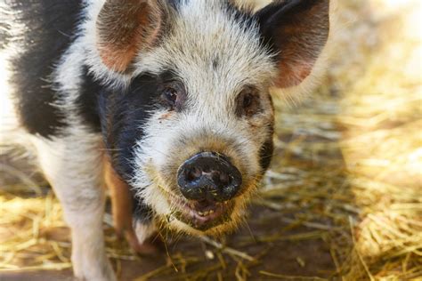 Kunekune Pig | The Maryland Zoo