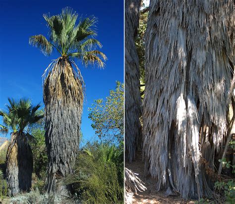 Washingtonia filifera | Landscape Plants | Oregon State University