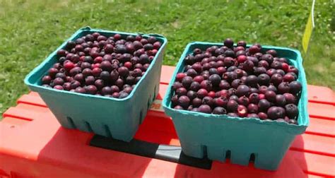 Juneberry & Saskatoon Berries: Taste, Benefits, Where To Buy - Superfoodly