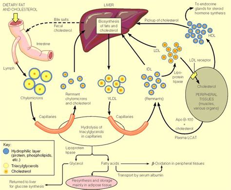 the diagram shows how different types of livers are present in this ...