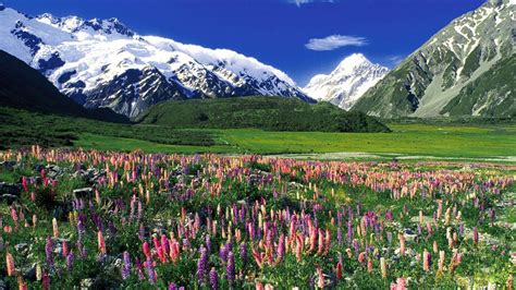 New Zealand Spring Wallpapers - Top Free New Zealand Spring Backgrounds ...