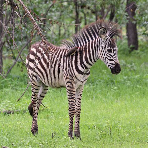 The Plural Of Hyena: Things I Find Fascinating #3: Zebras And The People Who Love Them