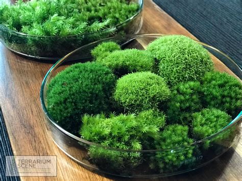 21 Indoor Moss Garden Ideas You Cannot Miss | SharonSable